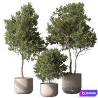 Outdoor Plant 649 - Tree in Pot 3D Model Vray, Corona