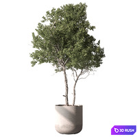 Outdoor Plant 649 - Tree in Pot 3D Model Vray, Corona