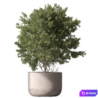 Outdoor Plant 649 - Tree in Pot 3D Model Vray, Corona