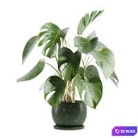 Set31 indoor plant 3D Model Vray