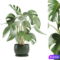 Set31 indoor plant 3D Model Vray