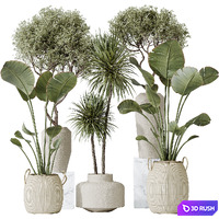AV Indoor plants set 172 Mission Arbequina Olive and Ravenala Banana Strelitzia and Spineless Yucca Aloifolia Rostrata 3D Model Vray, Corona