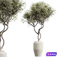 AV Indoor plants set 172 Mission Arbequina Olive and Ravenala Banana Strelitzia and Spineless Yucca Aloifolia Rostrata 3D Model Vray, Corona