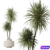 AV Indoor plants set 172 Mission Arbequina Olive and Ravenala Banana Strelitzia and Spineless Yucca Aloifolia Rostrata 3D Model Vray, Corona