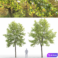 Linden 3D Model Corona
