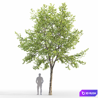 Linden 3D Model Corona