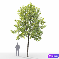 Linden 3D Model Corona