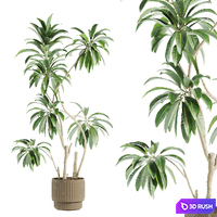 Set44 indoor plant 3D Model Vray