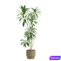Set44 indoor plant 3D Model Vray