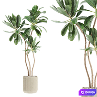 Set46 indoor plant 3D Model Vray