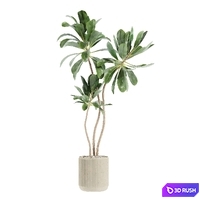 Set46 indoor plant 3D Model Vray