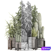Collection of plants 325. Cactus, thickets, indoor plants, concrete, pot, bamboo, aloe, cactus, desert plants, thickets, outdoor 3D Model Vray