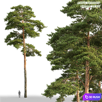 Pine