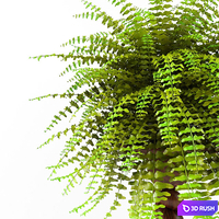 Plant 3D Model Vray