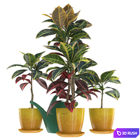 Croton 3D Model Vray, Corona