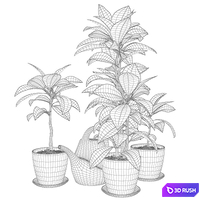 Croton 3D Model Vray, Corona
