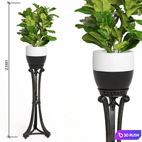 art. 286 RG \ Ficus lyrata 3D Model