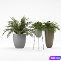 Plant 1 - Ferns 3D Model Corona