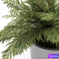 Plant 1 - Ferns 3D Model Corona