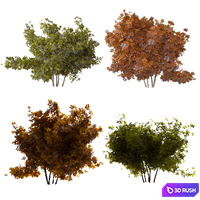 Two bush 3D Model Corona