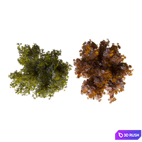 Two bush 3D Model Corona