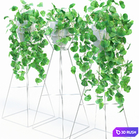 Scindapsus 3D Model Corona