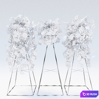 Scindapsus 3D Model Corona