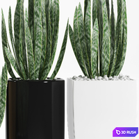 PLANTS 103 3D Model Vray