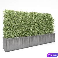 Boxwood - Hedge 3D Model Vray