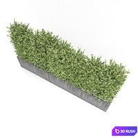 Boxwood - Hedge 3D Model Vray