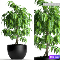 PLANTS 128 3D Model Vray