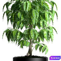 PLANTS 128 3D Model Vray