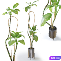 Dieffenbachia Green 3D Model Corona