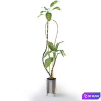 Dieffenbachia Green 3D Model Corona