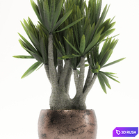 PLANTS 161 3D Model Vray