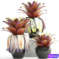 Collection of plants 149. Bromeliad, botanical garden, pot, flowerpot, bush, tropical, decorative, Bromelia 3D Model Vray