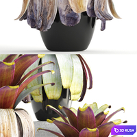 Collection of plants 149. Bromeliad, botanical garden, pot, flowerpot, bush, tropical, decorative, Bromelia 3D Model Vray