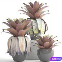 Collection of plants 149. Bromeliad, botanical garden, pot, flowerpot, bush, tropical, decorative, Bromelia 3D Model Vray