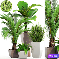 Collection of plants. Decorative palm, areca, bush, flower, pot, flowerpot, agave, alocasia, indoor plants 3D Model Vray