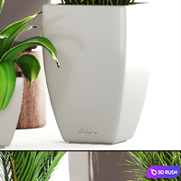 Collection of plants. Decorative palm, areca, bush, flower, pot, flowerpot, agave, alocasia, indoor plants 3D Model Vray