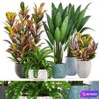 Collection of plants. Interior, indoor, Croton, strelitzia, banana, pot, flowerpot, bush, strelitzia 3D Model Vray