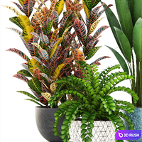 Collection of plants. Interior, indoor, Croton, strelitzia, banana, pot, flowerpot, bush, strelitzia 3D Model Vray