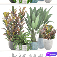 Collection of plants. Interior, indoor, Croton, strelitzia, banana, pot, flowerpot, bush, strelitzia 3D Model Vray