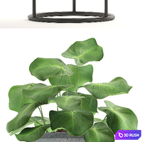 Collection of plants. Flower shelf, flower stand, palm tree, bromeliad, ficus, bushes, pot, flowerpot, indoor plants 3D Model Vray