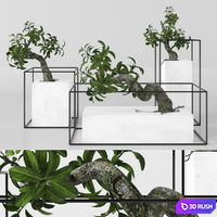 Plants tree 33 bonsai 3D Model Vray