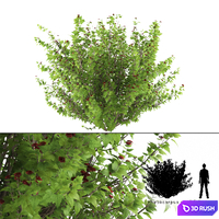 Pustyrplodnik kalinistilny bush | Physocarpus opulifolius 3D Model Vray