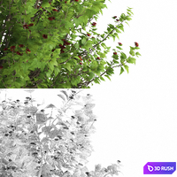 Pustyrplodnik kalinistilny bush | Physocarpus opulifolius 3D Model Vray