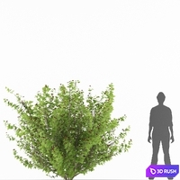 Pustyrplodnik kalinistilny bush | Physocarpus opulifolius 3D Model Vray