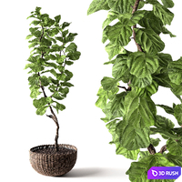 Ficus Lyrata 3D Model Vray, Corona