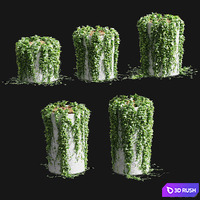 Ivy in round tubs. 5 models 3D Model Vray, Corona